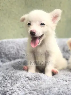 1-3 months Male Purebred American Eskimo