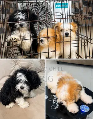 1-3 months Male Purebred Lhasa Apso