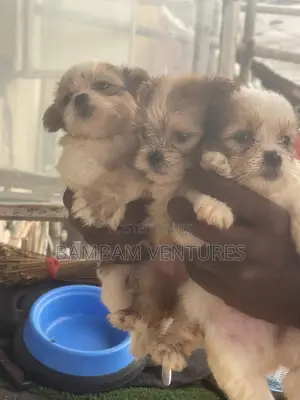 0-1 month Female Purebred Lhasa Apso