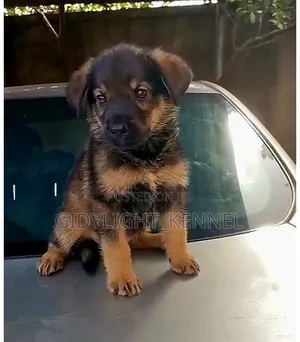 1-3 months Male Purebred German Shepherd