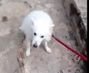 6-12 months Male Purebred American Eskimo