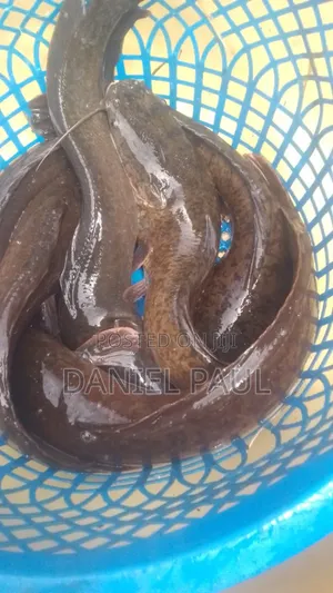 Fresh Catfish