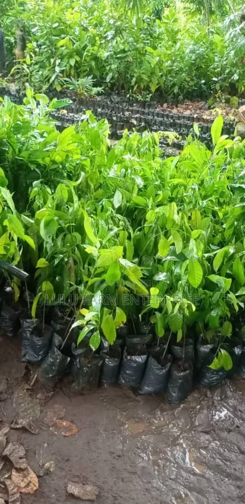 Ogbono Seedlings