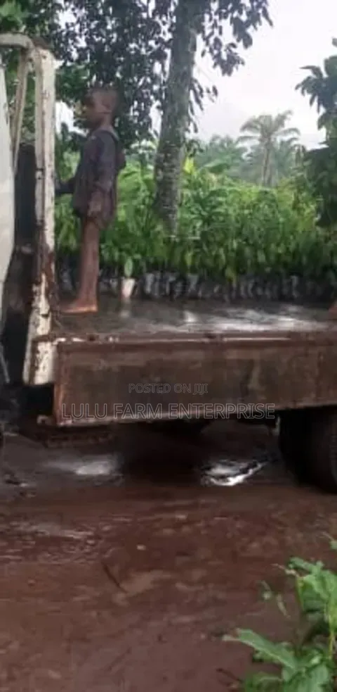 Ogbono Seedlings