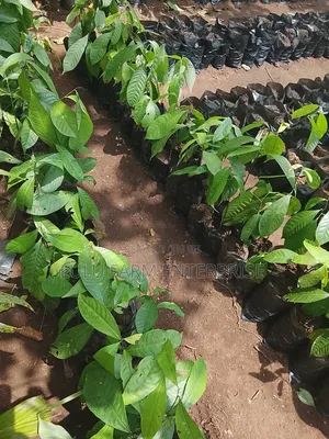 Ogbono Seedlings