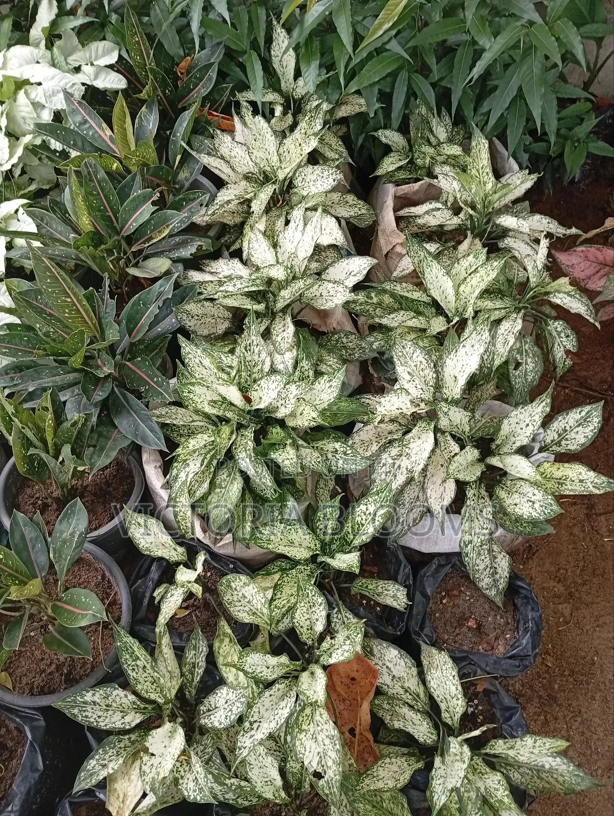 Indoor Plants