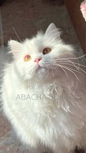 1-3 months Female Purebred Persian