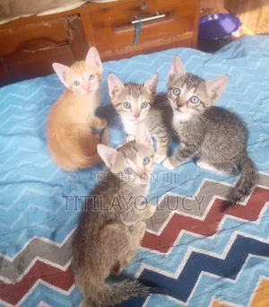 1-3 months Male Purebred Tabby