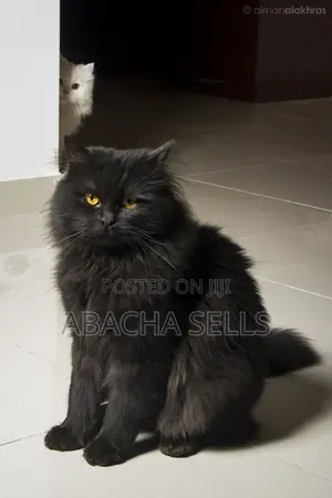 3-6 months Male Purebred Persian