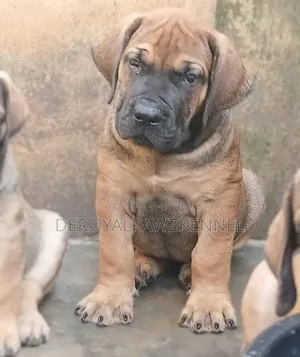 1-3 months Male Purebred Boerboel
