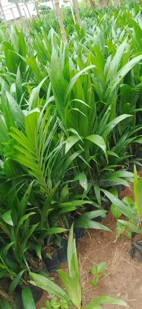 Hybrid Tenera Palm Seedlings