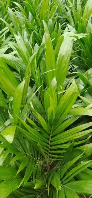 Hybrid Tenera Palm Seedlings