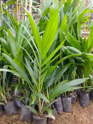 Hybrid Tenera Palm Seedlings