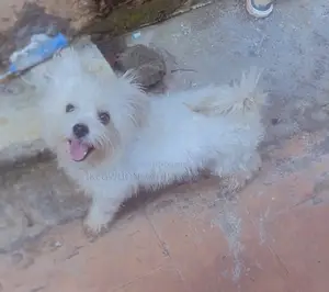 1+ year Female Purebred Lhasa Apso