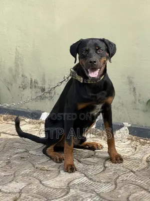 6-12 months Male Purebred Rottweiler