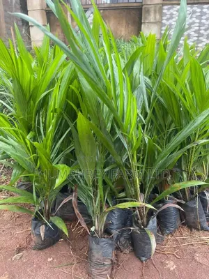 Pure Tenera Oil Palm Seedlings and Seeds for Sale