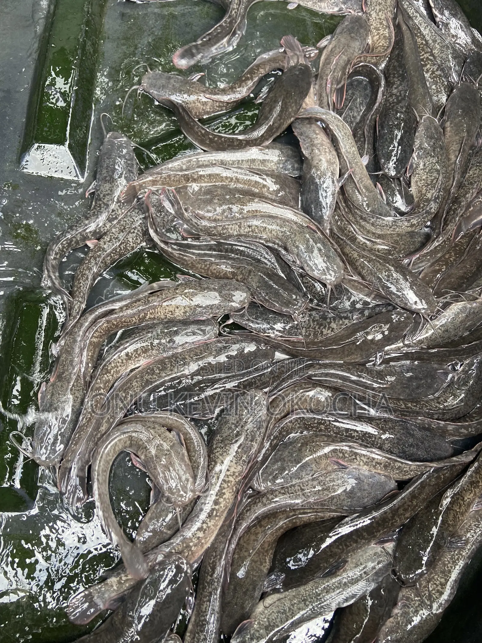 Fresh Catfish
