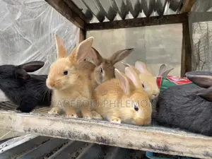 Quality Fast Growing Hybrids Bunnies Available
