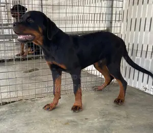 6-12 months Male Purebred Rottweiler