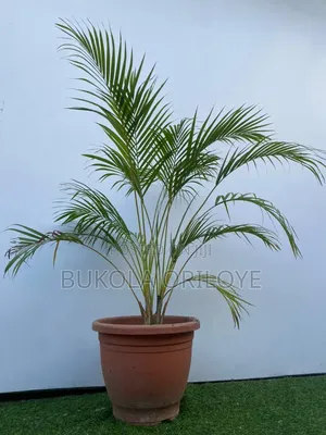 Potted Plants