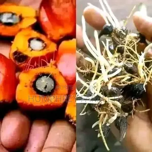 Supergene Sprouted Nuts for Sale