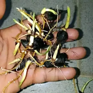 Supergene Sprouted Nuts for Sale