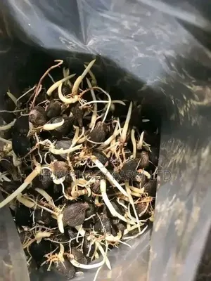 Supergene Sprouted Nuts for Sale