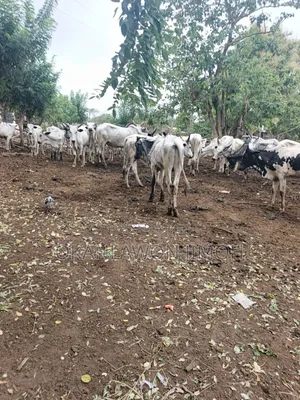 Cow Dealer