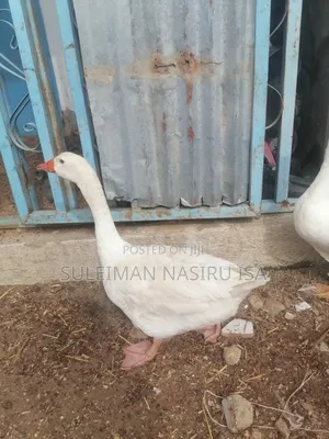 Matured Laying Female Embdem Geese