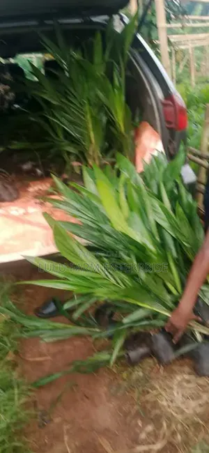 Hybrid Tenera Palm Seedlings