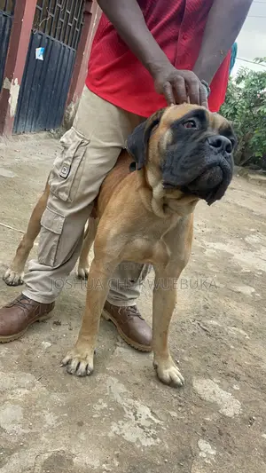 1+ year Male Purebred Bullmastiff