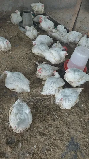 I Have Broilers to Sell About 150 Pieces
