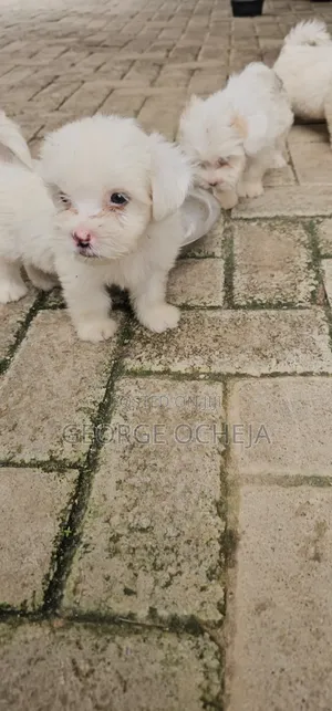 1-3 months Female Purebred Lhasa Apso