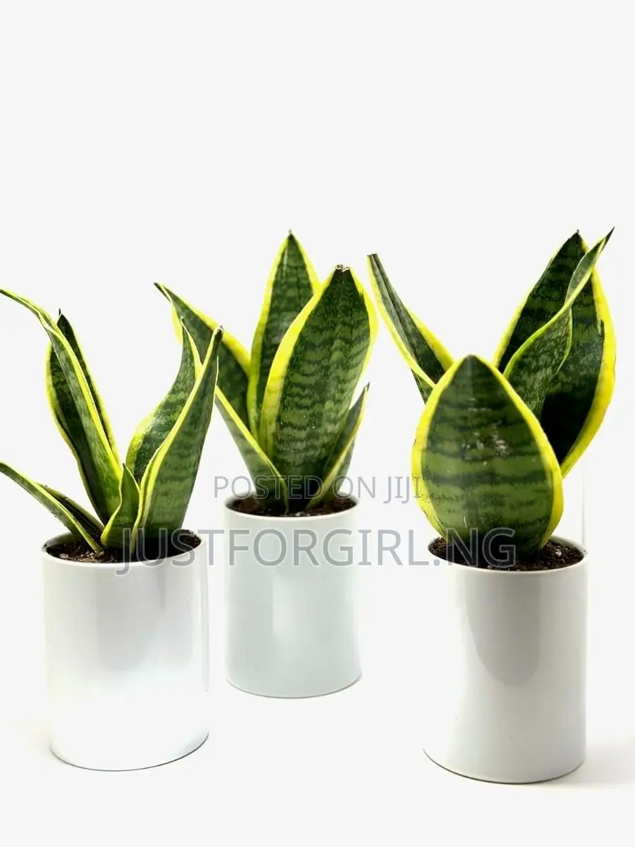 Faux Plants