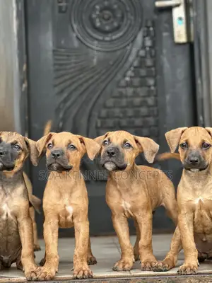 1-3 months Female Purebred Boerboel