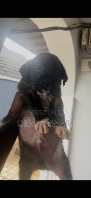 0-1 month Female Mixed Breed American Pit Bull Terrier