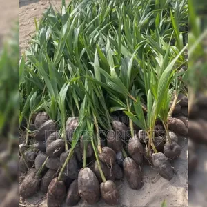Coconut Seedlings