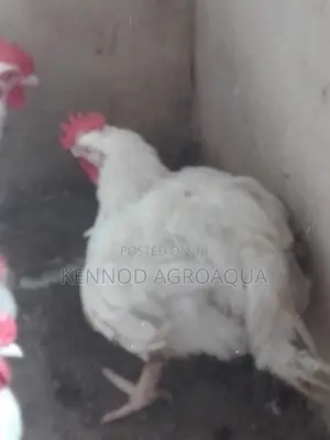 2kg Chicken and Above