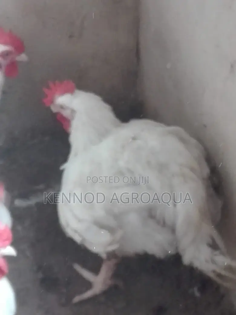 2kg Chicken and Above