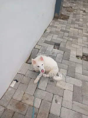 3-6 months Male Purebred American Eskimo