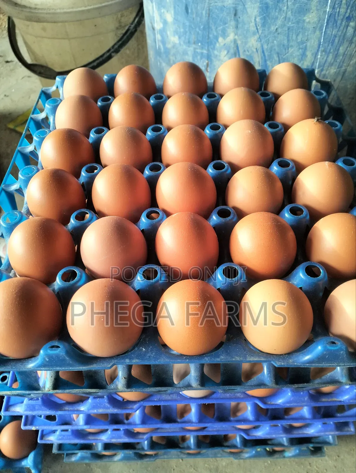Farm Fresh Eggs