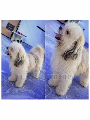1+ year Male Purebred Lhasa Apso