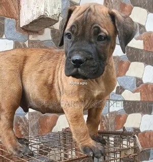 1-3 months Male Purebred Boerboel