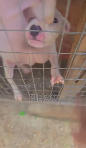 1-3 months Male Purebred American Pit Bull Terrier