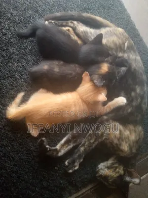 1-3 months Female Mixed Breed Cat