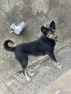 1+ year Female Mixed Breed German Shepherd