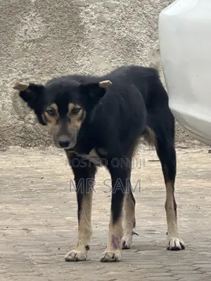 1+ year Female Mixed Breed German Shepherd