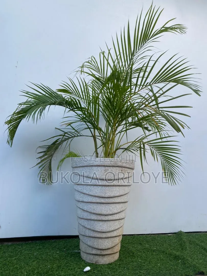 Life Potted Plants