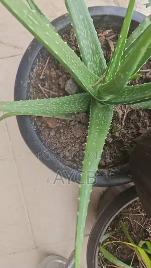 Aloe Vera Plant