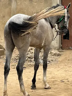 A Good Horse